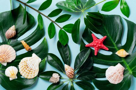 Summer concept with sea shells, starfish and tropical monstera leaves on a blue background.
