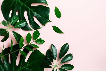 Tropical palm leaf frame on pink background with copy space. Flat lay. Top view. Summer or spring nature concept. の写真素材