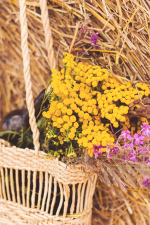 Bottle of red wine, two glasses and wildflowers in basket on the field and sheaf. Romantic date.の写真素材