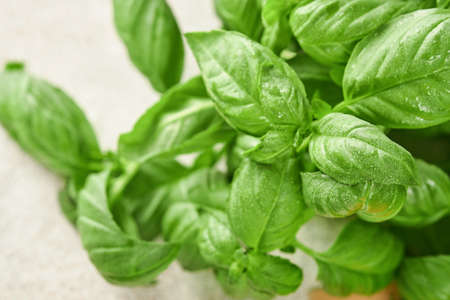 Fresh basil on a light background. Green basil. Food background. Lots of basil