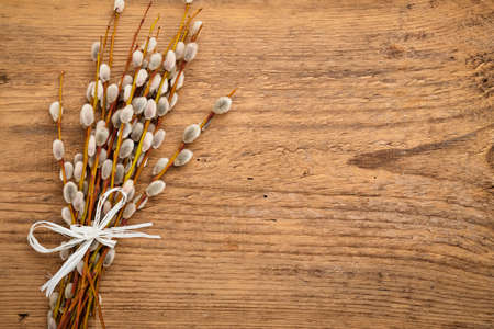 Easter composition with Pussy willows branches on wooden background. Festive concept or greeting...