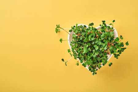 Sprouted radish microgreens in heart shaped plate on yellow background. View from above. Concept...