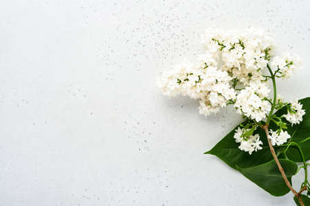 Branch of beautiful white lilac on gray background. Top view. Festive greeting card with peony for weddings, happy womens day Valentines and Mothers day.の写真素材