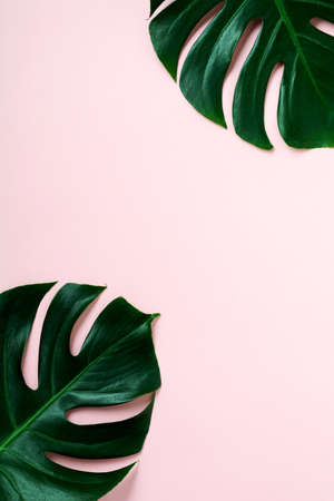 Tropical leaves Monstera on pink background. Leaf of green Monstera plant on pink background with copy space. Top view.の写真素材