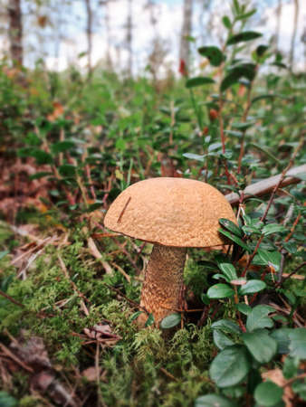 Boletus mushroom in the forest with sun light in an autumn forest. Search for mushrooms in the...