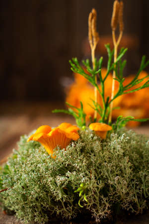 Mushrooms chanterelles in an iron retro bowl and forest moss on a wooden old background. Mock up. Top view.の写真素材