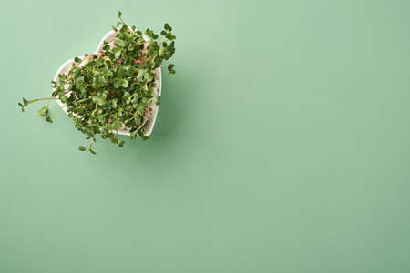 Sprouted radish microgreens in heart shaped plate on green background. View from above. Concept healthy eating, diet and Earth Day.の写真素材