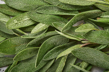 Sage fresh green leaves. Herb sage abstract texture background. Nature concepts. Soft and selective focus. Texture. Mock up.の写真素材