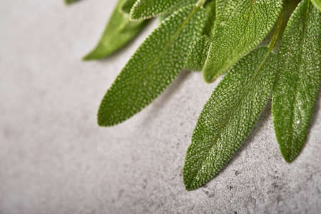 Sage fresh green leaves. Herb sage abstract texture background. Nature concepts. Soft and selective focus. Texture. Mock up.の写真素材
