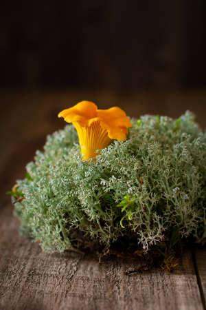 Mushrooms chanterelles in an iron retro bowl and forest moss on a wooden old background. Mock up....