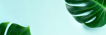 Tropical palm leaf frame on blue background with copy space. Flat lay. Top view. Summer or spring nature concept.の写真素材