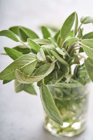 Sage. Bunch of fresh green leaves. Herb sage abstract texture background. Nature concepts. Soft and selective focus. Texture. Mock up. Top view with copyspace.の写真素材