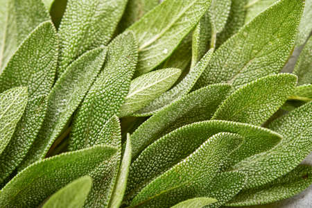 Sage fresh green leaves. Herb sage abstract texture background. Nature concepts. Soft and selective focus. Texture. Mock up.の写真素材
