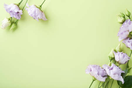 Festive flower composition purple color on light green background. Flowers frame. Overhead view. Top...