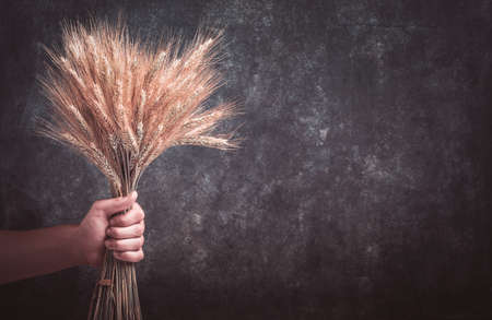 Ears of wheat bouquet in hands of male farmer on grunge dark gray old background. Problems with the supply of wheat and flour, global food supply and hunger world crisis concept. Top view, copy space.の写真素材