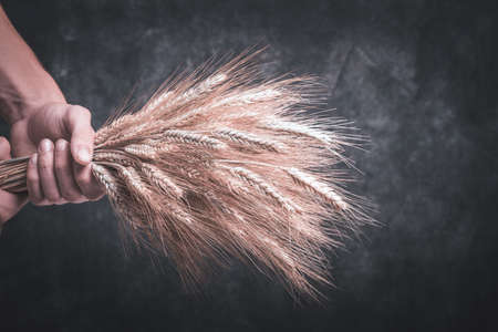 Ears of wheat bouquet in hands of male farmer on grunge dark gray old background. Problems with the...
