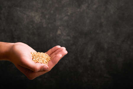 Wheat grain in old plate in hands of male farmer on grunge dark gray old background. Problems with the supply of wheat and flour, global food supply and hunger world crisis concept. Mock up.の写真素材