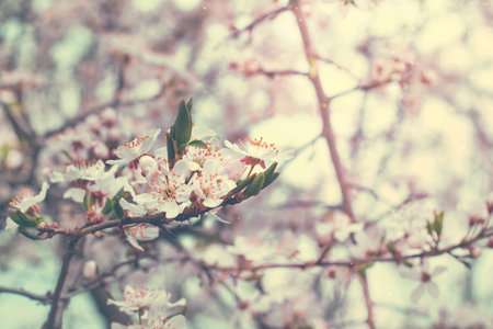 Happy Passover background.Abstract background of spring cherry blossoms tree. Cherry flowers in...