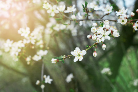 Spring Cherry Blossom. Abstract background of macro cherry blossom tree branch. happy passover background. Spring women's day concept. Easter, Birthday, womens or mothers holiday. selective focus.の写真素材