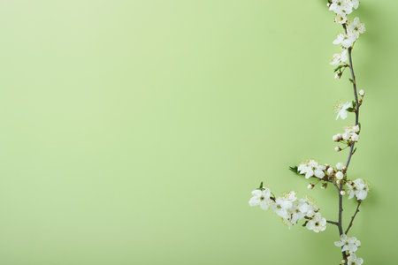 Spring Cherry Blossom. Abstract background of macro cherry blossom tree branch on green background. happy passover background. Spring women's day concept. Easter, Birthday, womens or mothers holiday.の写真素材