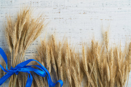 Shavuot jewish holiday celebration. Bouquet of golden ripe wheat with blue ribbon. White wood board table with field of wheat. Background for Shavuot celebration. top view. Mock up.の写真素材