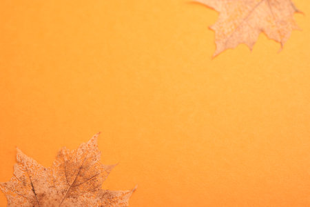 Festive autumn decor from pumpkins and dry oak leaves on orange background. Halloween or Thanksgiving postcard design. Flat lay autumn composition with copy space. Banner. Top view.の写真素材