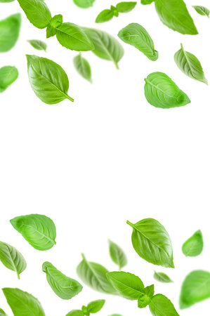 Basil leaves isolated in white. Fresh flying basil leaves. Basil pattern. Ingredient, spice for cooking. Food levitation concept. Green basil leaves collection top view space for advertising and textの写真素材