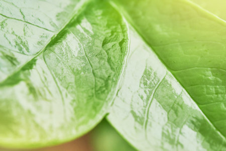 Green leaf macro shot with large beautiful drops of transparent rain water or dew with sun rays or...