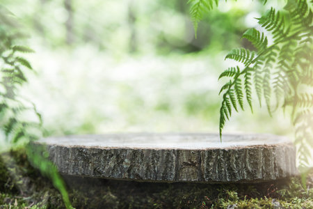 Empty wooden stand stump in moss with fern leaves and white flowers in outdoor natural green blurred forest background. Background for natural products. Mock up, copy space.の写真素材