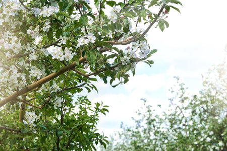 Blossoming Apple orchard. Apple trees in row in farm in spring time. Seedling nursery. Concept of spring sowing, agriculture, field work and technologies in agriculture.の写真素材