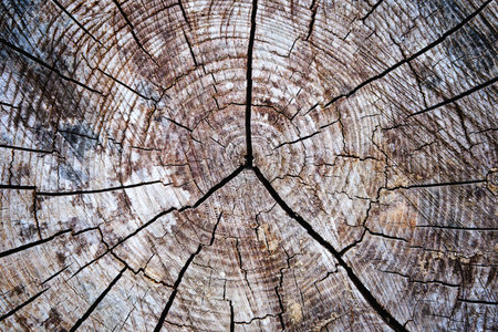 Heartwood texture background. Close up of wooden texture background. Old wood background made of...