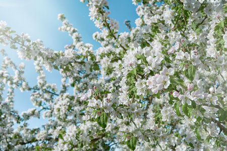Apple branches blossom. Spring background of macro apple blossom tree branch. World environment day concept.の写真素材