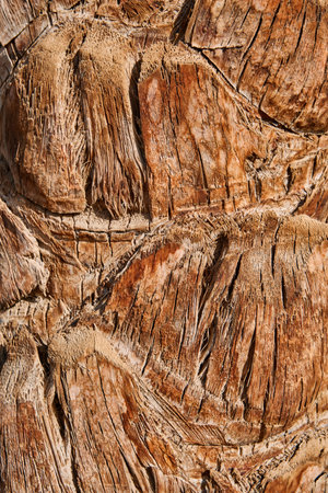 Bark of palm. Texture of bark of palm tree background. Close up texture and natural patterns, rustic background perfect for design projects. Abstract summer background. Top view. Mock up.の写真素材