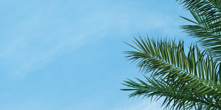 Palm tree Abstract view of row of tall palm trees are lined up on beach near ocean seashore against the backdrop of sunny blue sky and glare. Vacation and Travel Concept. Place for text.の写真素材