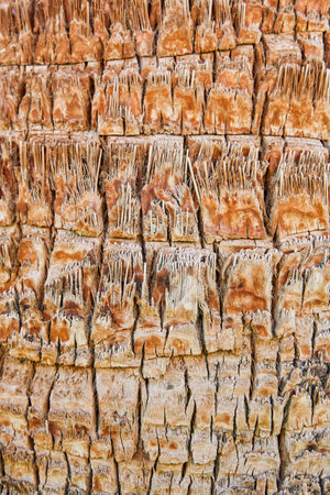 Bark of palm. Texture of bark of palm tree background. Close up texture and natural patterns, rustic background perfect for design projects. Abstract summer background. Top view. Mock up.の写真素材