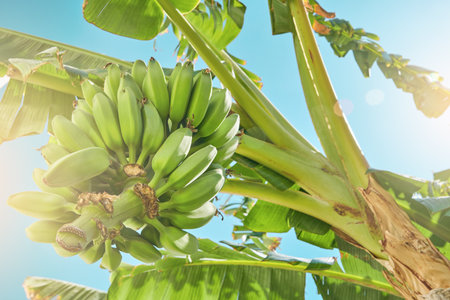 Banana tree with fruit. Green tropical banana fruits close up on banana tree against the backdrop of sunny tropical sky on a plantation. Agriculture and banana production concept.の写真素材