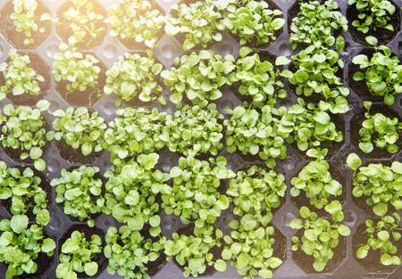 Young sprouts of lettuce, vegetable plants grow in pot and holograms with care and development icons. Farming and agriculture innovation concept. Design element.の写真素材