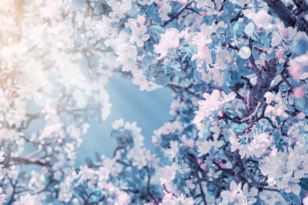 Floral spring nature abstract background with blossoming apple trees, sun rays, bokeh and soft focus on gentle light blue sky background. For spring cards with copy space.の写真素材