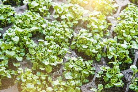 Young sprouts of lettuce, vegetable plants grow in pot and holograms with care and development icons. Farming and agriculture innovation concept. Design element.の写真素材