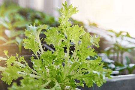 Young sprouts of lettuce, vegetable plants grow in pot with care and development icons. Farming and agriculture innovation concept. Design element.の写真素材