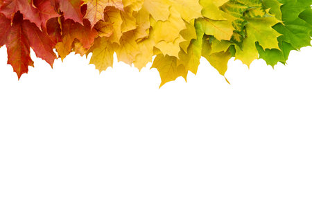 Autumn leaves border in various colors isolated on white background with clipping path. Gradient of maple leaves from green to dark red. Element for design. Vibrant fall foliage colorful garlandの写真素材
