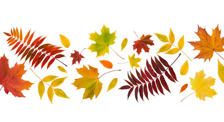 Autumn leaves border in various colors isolated on white background with clipping path. Gradient of maple leaves from green to dark red. Element for design. Vibrant fall foliage colorful garlandの写真素材
