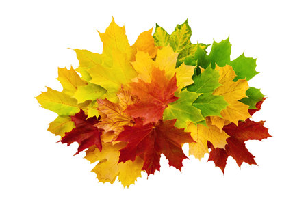 Set or various of autumn maple leaves lying in row isolated on white background with clipping path. Gradient of leaves green, red, yellow color. Vibrant fall foliage colorful garland. Design elementの写真素材