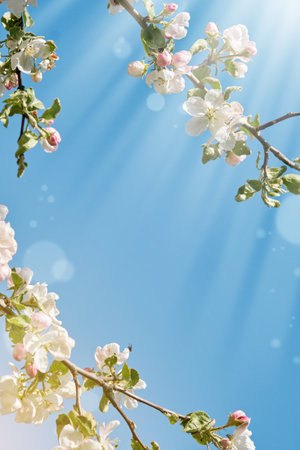 Blooming white apple blossom on background of blue sky. Spring Easter background. Easter, Birthday, women's day holiday. Top view. Mock up.の写真素材