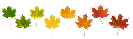 Autumn leaves border in various colors isolated on white background with clipping path. Gradient of maple leaves from green to dark red. Element for design. Vibrant fall foliage colorful garlandの写真素材