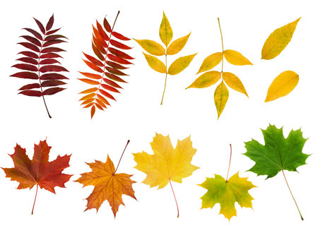 Autumn leaves border in various colors isolated on white background with clipping path. Gradient of maple leaves from green to dark red. Element for design. Vibrant fall foliage colorful garlandの写真素材