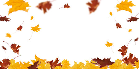 Autumn leaves border in various colors isolated on white background with clipping path. Gradient of maple leaves from green to dark red. Element for design. Vibrant fall foliage colorful garlandの写真素材