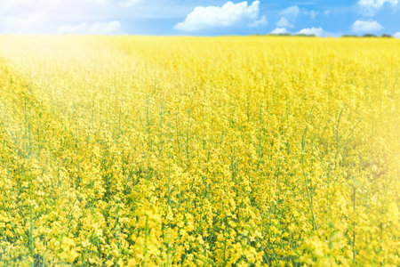 Yellow rapeseed flowers field. Beautiful bright colorful natural rural panoramic landscape with yellow rapeseed field against blue sky with clouds on sunny spring summer day. Element for design.の写真素材