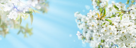Floral spring nature abstract background with blossoming cherry trees, sun rays, bokeh and soft focus on gentle light blue sky background. For Easter or Passover Seder spring cards with copy space.の写真素材