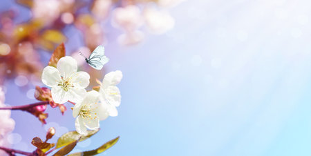Blooming white apple or cherry blossom on background of blue sky. Spring Easter background. Easter, Birthday, women's day holiday. Top view. Mock up.の写真素材